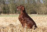 SETTER IRLANDAIS 392